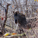 Plains Zebra