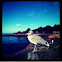 Seagull