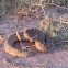 Prairie rattlesnake