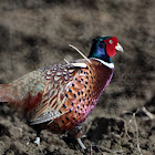 Common Pheasant male - Bažant obecný