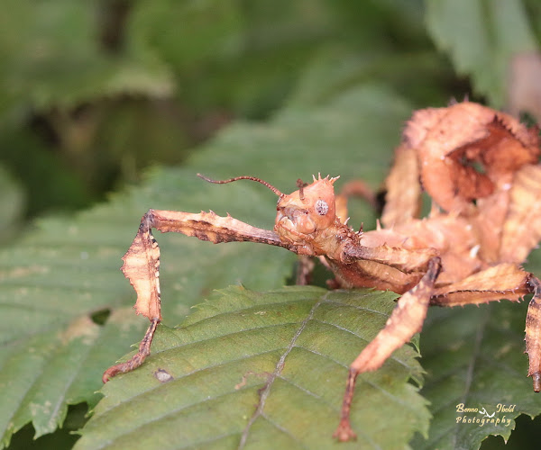Australian Walking Stick Project Noah