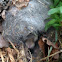 Wild rabbits