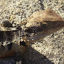 Eastern water dragon