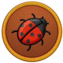 Lost Ladybug Project