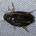 Water Scavenger Beetle