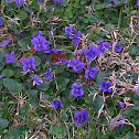 Wood Violet