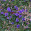 Wood Violet