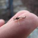 Chironomid Midges