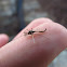 Chironomid Midges