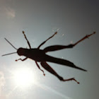 Flying Cricket