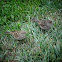 House Sparrow