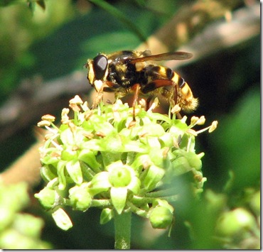 20080913 KWR Sericomyia 003