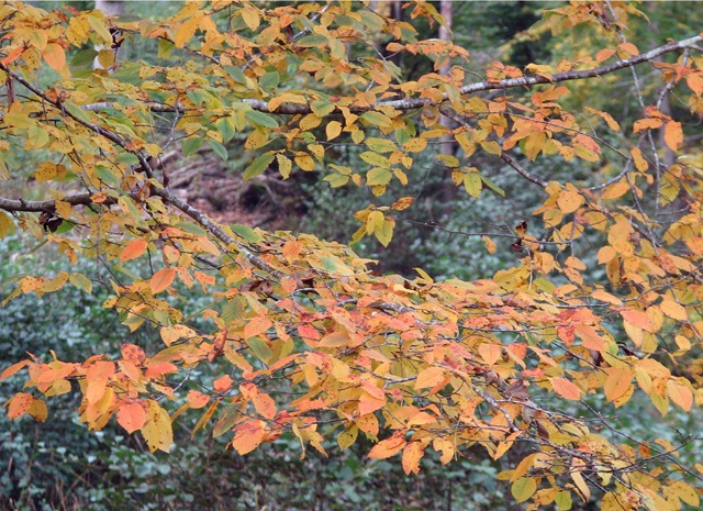 [20081011 BHW autumn colour 035[3].jpg]