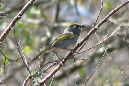 Slaty%20Vireo.JPG?imgmax=512 (37798 bytes)