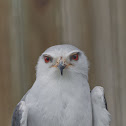 Black-winged Kite