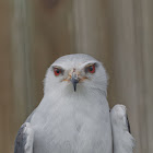Black-winged Kite
