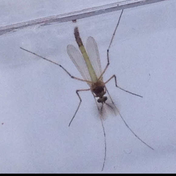 Spotting Image 1