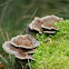 elfenbankje (Trametes versicolor)
