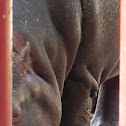 Hippopotamus
