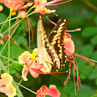 King Swallowtail Butterfly