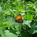 Small Heath