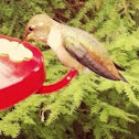 Rufous Hummingbird (imm. male)