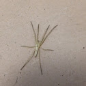 Nursery Web Spider