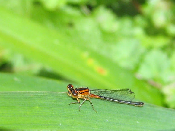 Spotting Image 1