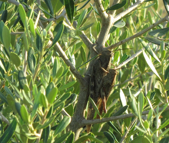 Spotting Image 1