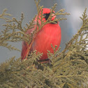 Northern Cardinal