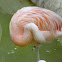 Chilean Flamingo
