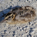 American Woodcock