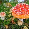 Fly Agaric
