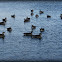 Canada Goose