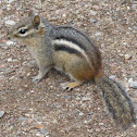 chipmunk