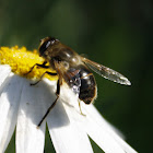 Mosca Zángano / Drone Fly