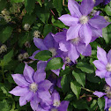Purple Clematis