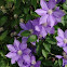 Purple Clematis