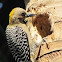 Yellow-fronted woodpecker