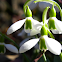 Galanthus