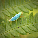 Blue-green Sharpshooter