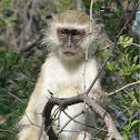 Vervet monkey