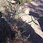 Pencil cholla