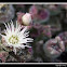 Ice Plant