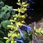 Limelight, Mexican Sage