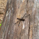 Common Whitetail dragonfly (female)