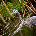 Great Blue Heron (juvenile)