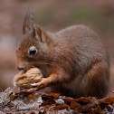 gewone eekhoorn (Sciurus vulgaris)
