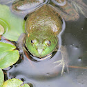 green Frog