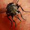 House Fly